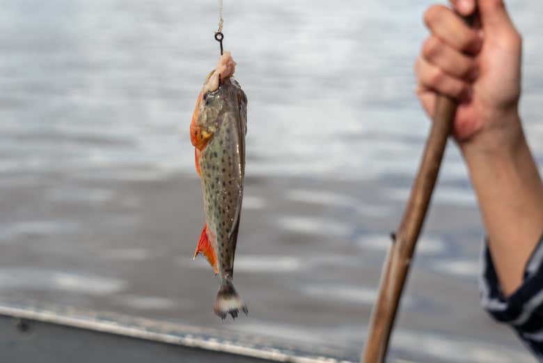 Pesca de pirañas en el río Itaya