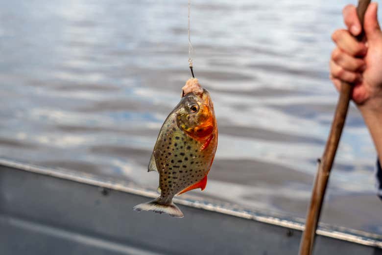 Pesca de pirañas en el río Itaya