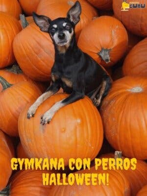 Gymkana con Perros - Especial Halloween