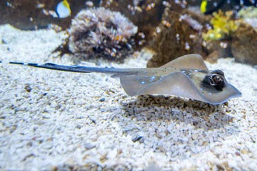 Entrada al acuario Poema del Mar_1