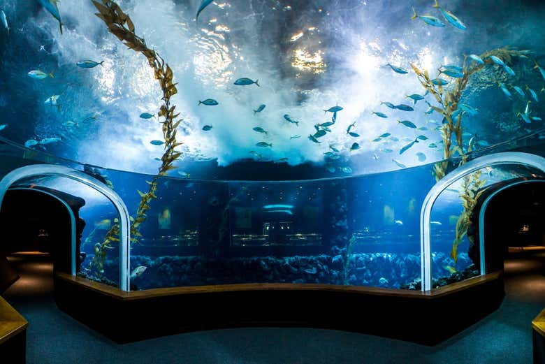 Entrada al acuario Poema del Mar