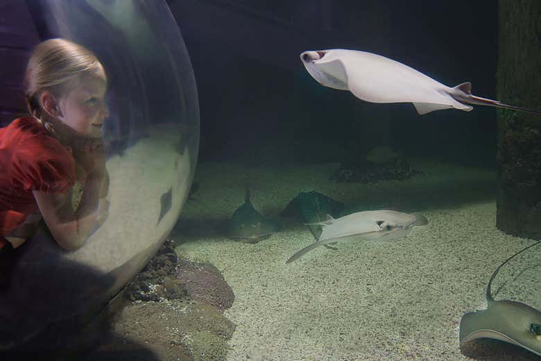 Entrada al Madame Tussauds + SEA LIFE® Orlando