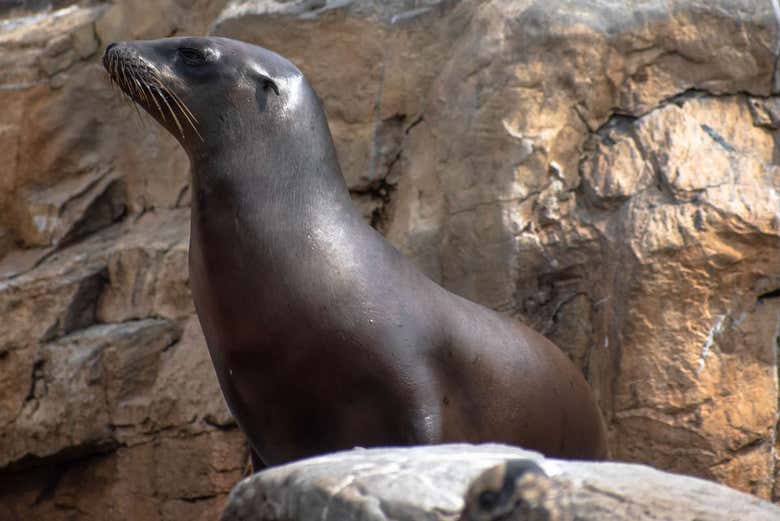 Entrada al Madame Tussauds + SEA LIFE® Orlando