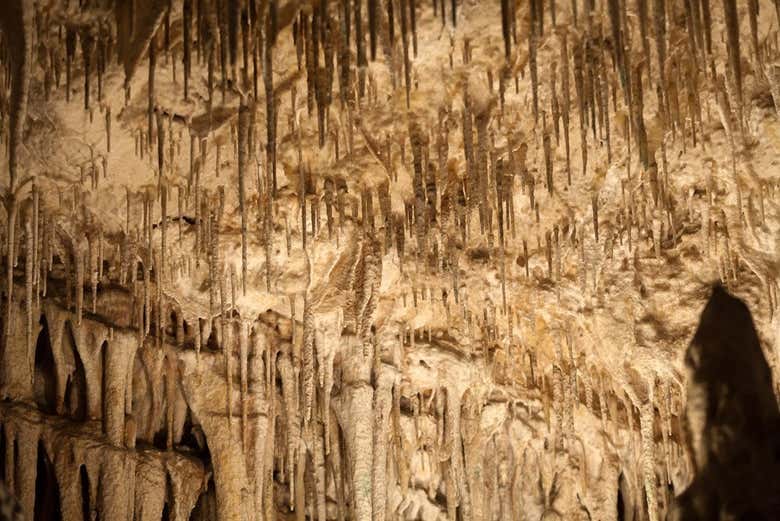 Excursión a las cuevas del Drach y Hams + Porto Cristo