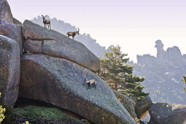 Excursión al Parque Nacional de la Sierra de Guadarrama