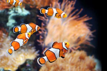 Entrada al Acuario de Gijn_1