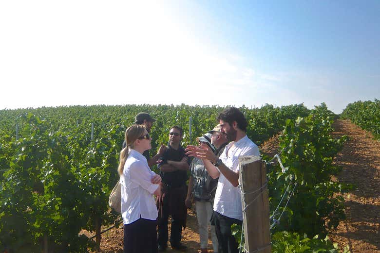 Tour del vino por la Ribera del Duero