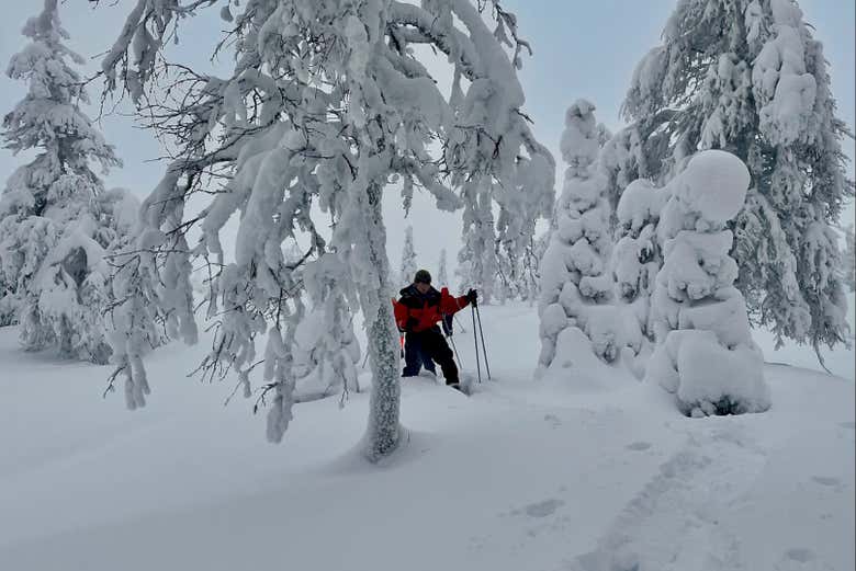 Paseo con raquetas de nieve por el Parque Pallas-Yllästunturi - Actividad relacionada