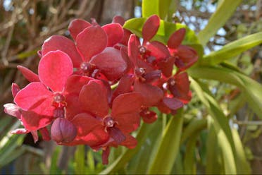 Excursin a Las Terrazas y Salto de Soroa
