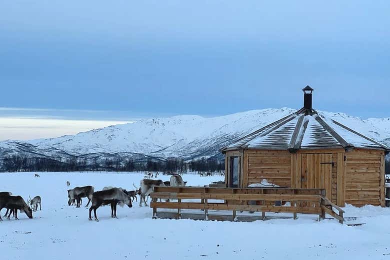 Paseo en trineo de renos y visita a un campamento sami