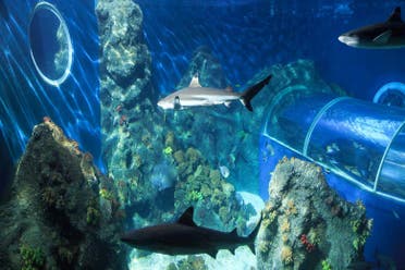 Entrada a SEA LIFE Constanza