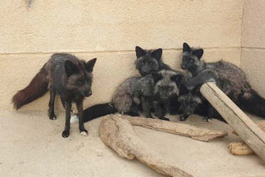 Entrada al Zoo La Era de las Aves