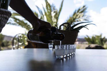 Visita a una plantacin de aloe vera, olivos y permacultura