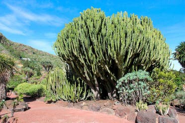 Tour por Las Palmas de Gran Canaria y caldera de Bandama