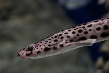 Entrada al Acuario de El Grove