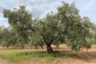 Visita a la finca Herriza de La Lobilla + Cata de aceites