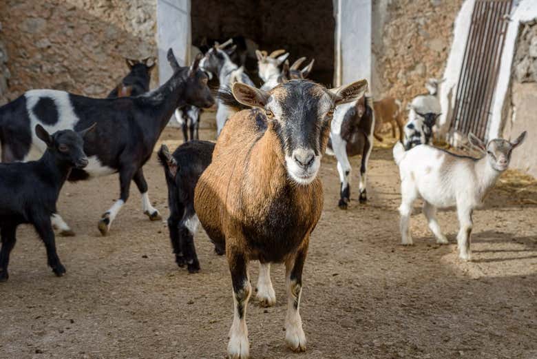 Visita a la quesería Subaida