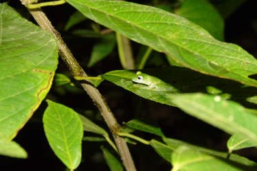 Senderismo nocturno por la finca R�o Agujitas