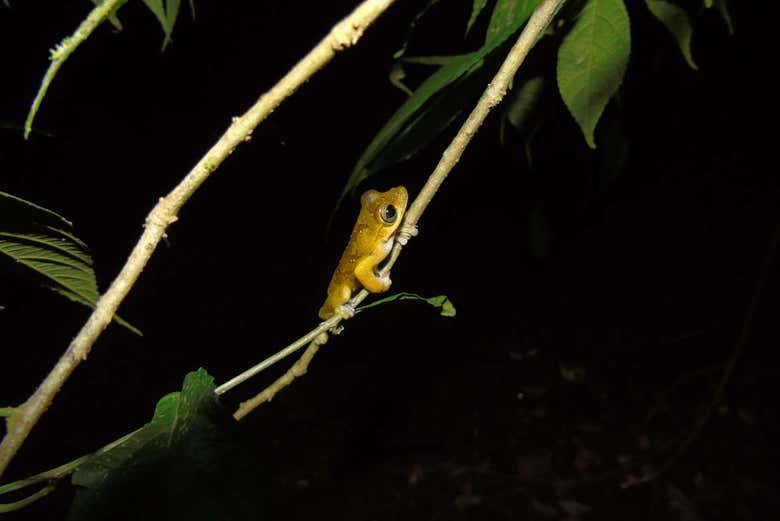 Senderismo nocturno por la finca Río Agujitas