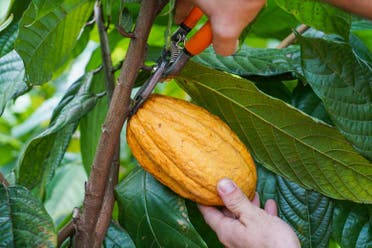 Tour del caf� y el chocolate