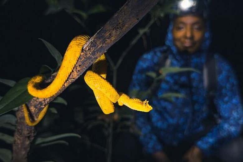 Senderismo nocturno por Tortuguero