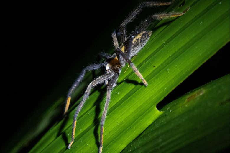 Senderismo nocturno por Tortuguero