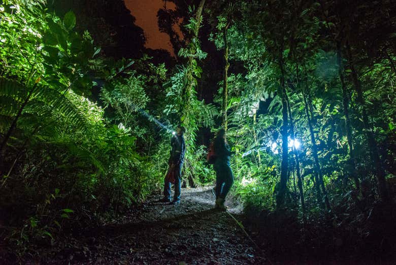 Senderismo nocturno por Tortuguero