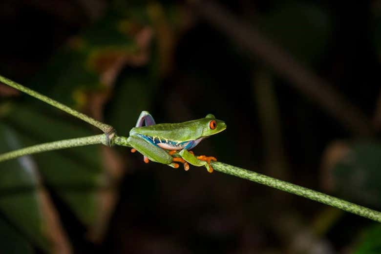 Senderismo nocturno por Tortuguero