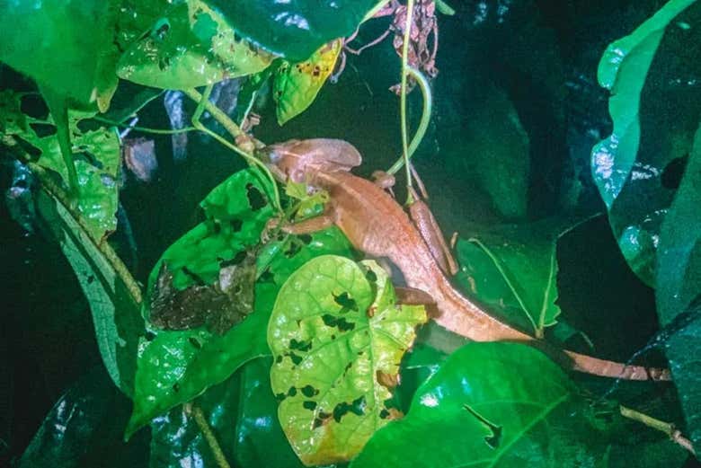 Senderismo nocturno por Tortuguero