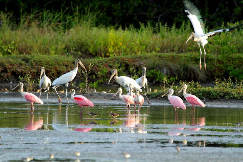 Excursión a Caño Negro
