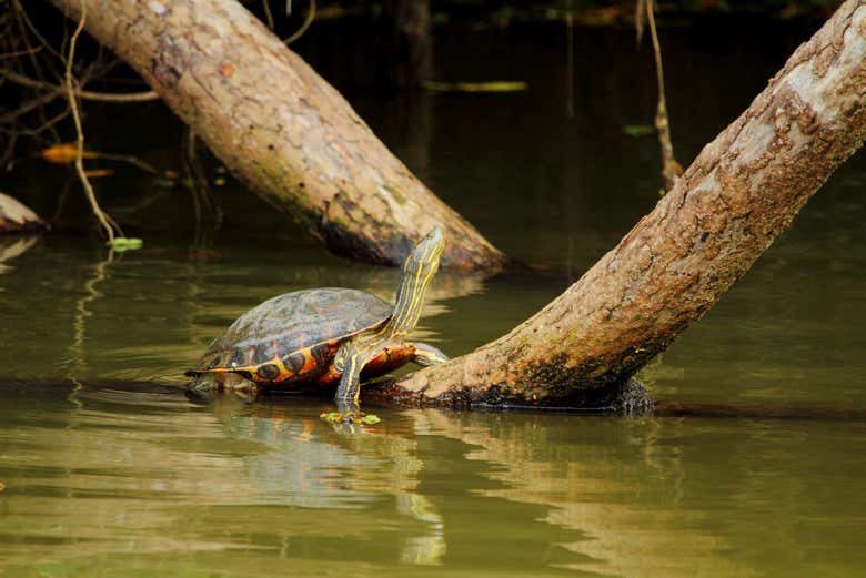 Excursión a Caño Negro