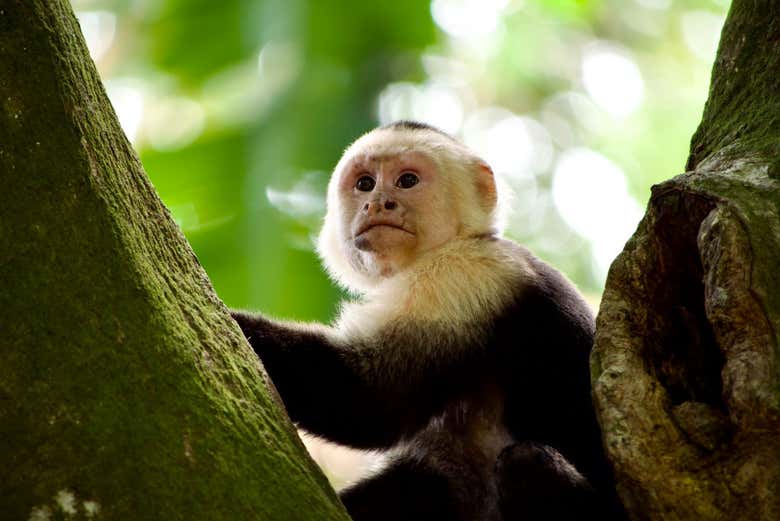 Excursión al Parque Nacional Corcovado - ESP::_related_product