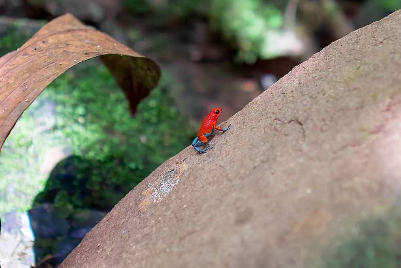 Excursión al Parque Nacional Corcovado