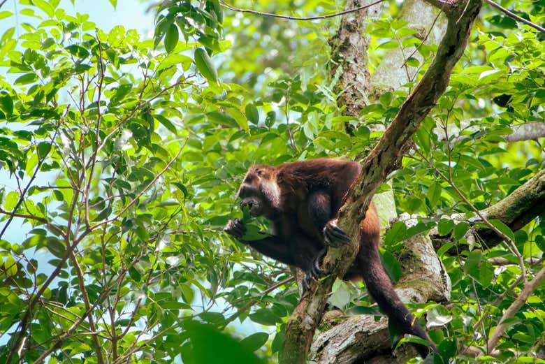 Excursión al Parque Nacional Corcovado