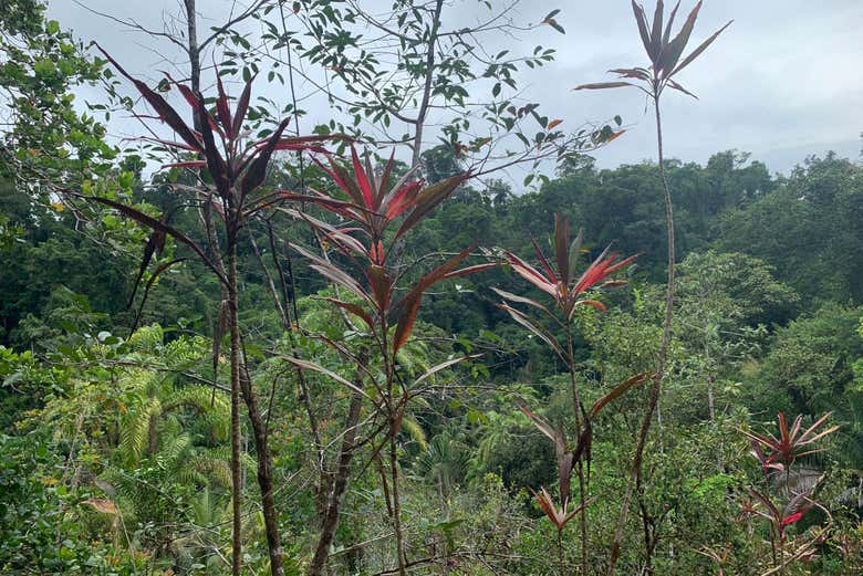 Excursión a la selva de Corcovado