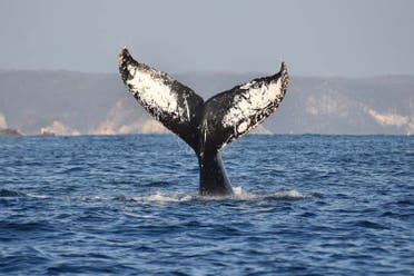 Avistamiento de ballenas en Puerto �ngel