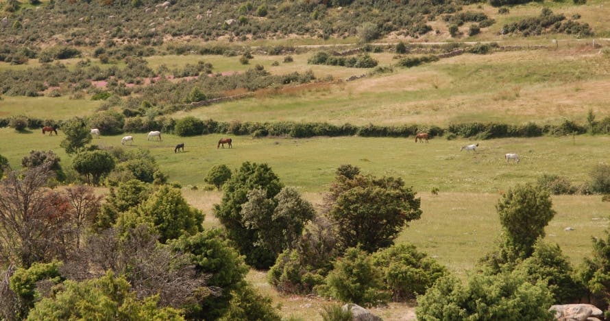 Paseo a caballo en la Sierra de Madrid