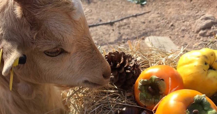 Descubre y disfruta la naturaleza en Centre d'Apropament a la Natura