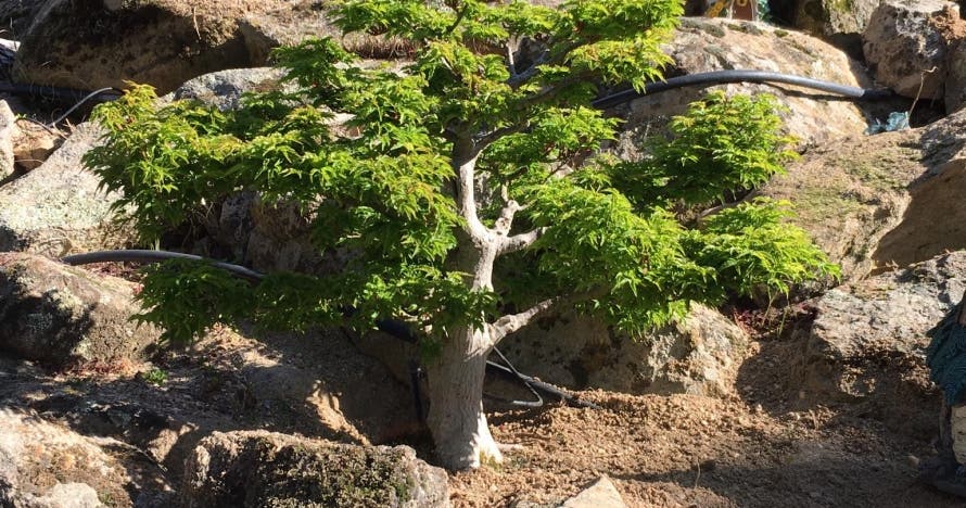 El Bosque Encantado: diversión en un jardín mágico