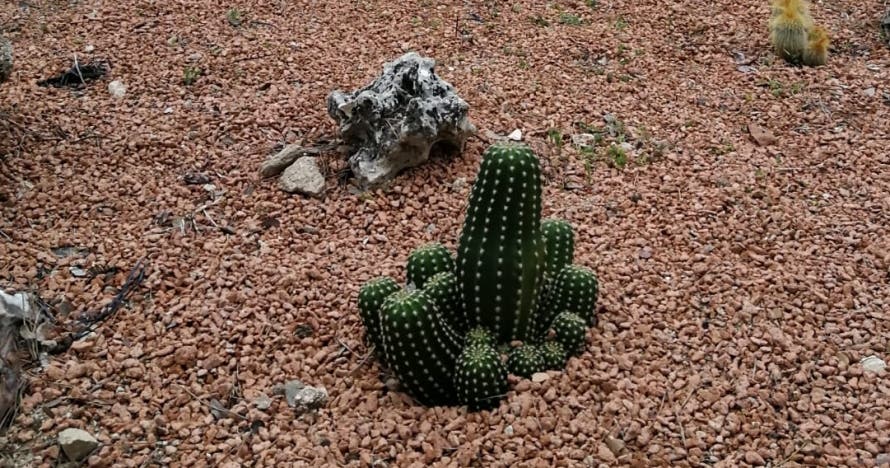 El Bosque Encantado: diversión en un jardín mágico