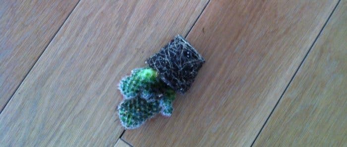 Las Plantas