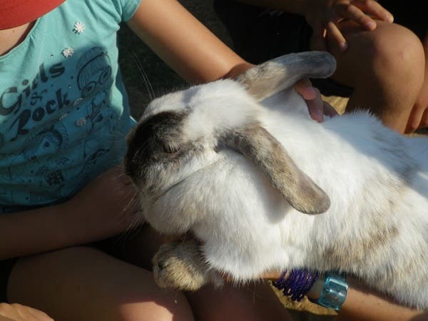 Toca los animales de la granja y descubre la masía